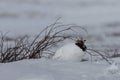 Adult male rock ptarmigan, Lagopus mutus, sitting in snow with willow branches in the background Royalty Free Stock Photo