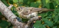 Adult Male Ruby Crowned Kinglet