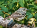 Adult Male Ruby Crowned Kinglet