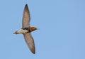 Adult male Ruff flies high in clear blue sky with long wings
