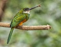 Adult Male Rufous Tailed Jacamar