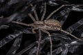 Adult Male Running Crab Spider