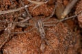 Adult Male Running Crab Spider