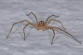Adult Male Running Crab Spider