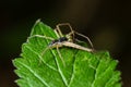 Adult Male Running Crab Spider of the Family Philodromidae Royalty Free Stock Photo