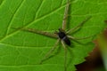 Adult Male Running Crab Spider of the Family Philodromidae Royalty Free Stock Photo