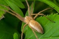 Adult Male Running Crab Spider of the Family Philodromidae