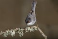 Adult male Sardinian warbler Sylvia melanocephala Royalty Free Stock Photo