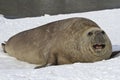 adult male sea elephant seal resting on the shores of the Antarctic Royalty Free Stock Photo