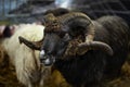 Adult male sheep with spiral horns in a farm, Arapawa ram, animal breeding, farming, livestock