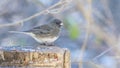 Adult male slate-colored dark-eyed junco (Junco Hyemalis) perched on a trunk Royalty Free Stock Photo