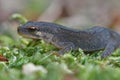 An adult male smooth new , Lissotriton vulgaris on green moss