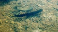 Smooth newt, northern smooth newt or common newt Lissotriton vulgaris ad f underside