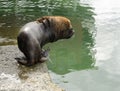 Adult Male South American Sea Lion Going Into The Water Royalty Free Stock Photo