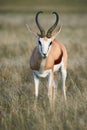 Adult male springbok walking in the savannah