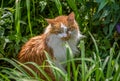 Adult male tabby cat laying in garden outside in sunlight Royalty Free Stock Photo