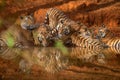 An adult male tiger and his subadult cubs at a waterhole in Bandhavgarh National Park, Madhya Pradesh