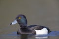 A adult male tufted duck swimming and foraging in a city pond in the capital city of Berlin Germany. Royalty Free Stock Photo