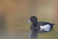 A adult male tufted duck swimming and foraging in a city pond in the capital city of Berlin Germany. Royalty Free Stock Photo