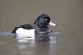 A adult male tufted duck swimming and foraging in a city pond in the capital city of Berlin Germany. Royalty Free Stock Photo