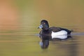 A adult male tufted duck swimming and foraging in a city pond in the capital city of Berlin Germany. Royalty Free Stock Photo