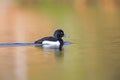 A adult male tufted duck swimming and foraging in a city pond in the capital city of Berlin Germany. Royalty Free Stock Photo