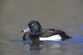 A adult male tufted duck swimming and foraging in a city pond in the capital city of Berlin Germany. Royalty Free Stock Photo