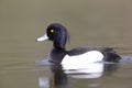 A adult male tufted duck swimming and foraging in a city pond in the capital city of Berlin Germany. Royalty Free Stock Photo