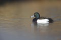 A adult male tufted duck swimming and foraging in a city pond in the capital city of Berlin Germany. Royalty Free Stock Photo