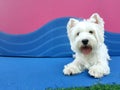Adult male west highland white terrier dog