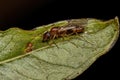 Adult Male Winged Ant