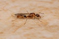 Adult Male Winged Ant