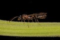 Adult Male Winged Ant