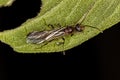 Adult Male Winged Ant