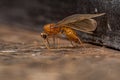 Adult Male Winged Thief Ant