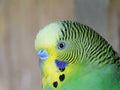 Adult male yellow green Budgie.