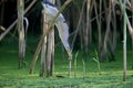 An adult male and a young Little Bittern Royalty Free Stock Photo