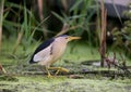 An adult male and a young Little Bittern Royalty Free Stock Photo