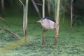 An adult male and a young Little Bittern Royalty Free Stock Photo