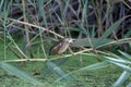 An adult male and a young Little Bittern Royalty Free Stock Photo