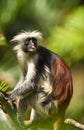 An adult male of the Zanzibar Red Colobus