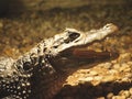 A crocodile or ceylon or an indopacific crocodile is a crocodile reptile.