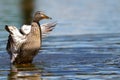 Adult duck standing with open wings Royalty Free Stock Photo