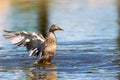 Adult duck standing with open wings Royalty Free Stock Photo