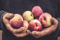 adult man cracked dirty old hands holding apple harvest Royalty Free Stock Photo