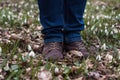 An adult man in leather shoes and jeans stands among a lawn with white snowdrops. Man in the forest among the first spring flowers