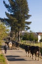 Adult man with a red cap guiding a group of cows along a rural road. Person seen from his back. Galicia, Spain