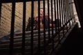 Adult man satting in a vintage armchair on the background of a peeled wall. On each side the man sitting two dogs. black pit bull Royalty Free Stock Photo