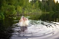 Adult man splash water in forest lake Royalty Free Stock Photo