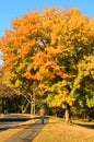 Walking amongst the brilliant fall colors